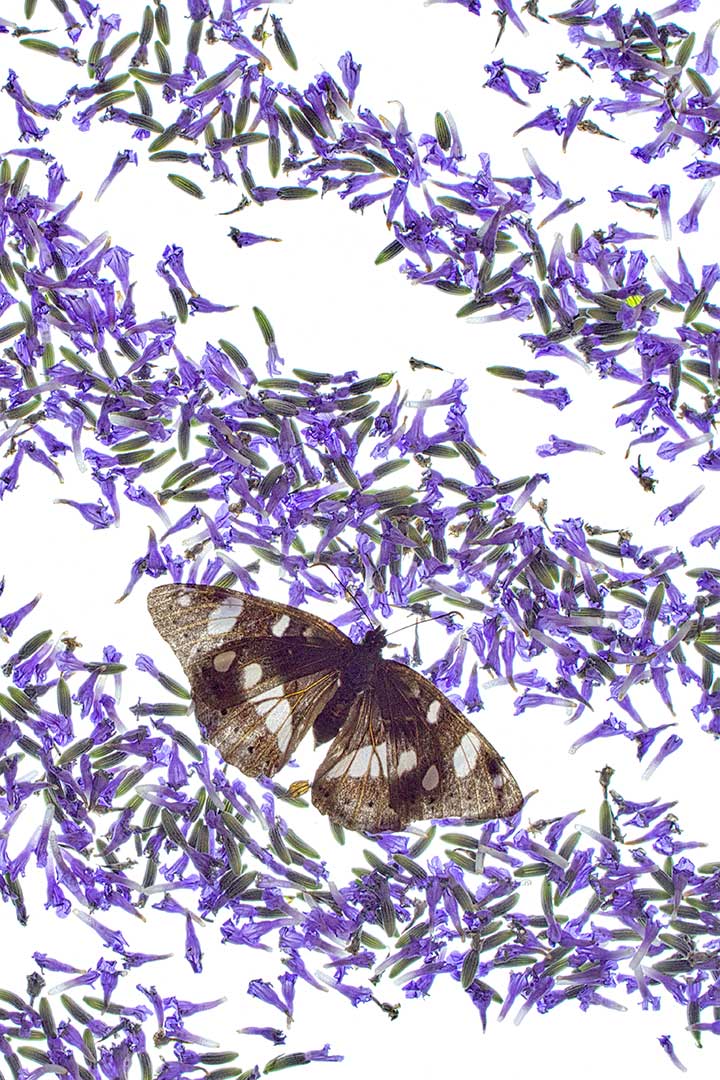 Lavandes papillon sylvain