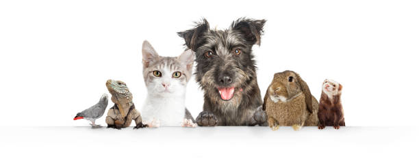 Istockphoto-1006322426-612x612