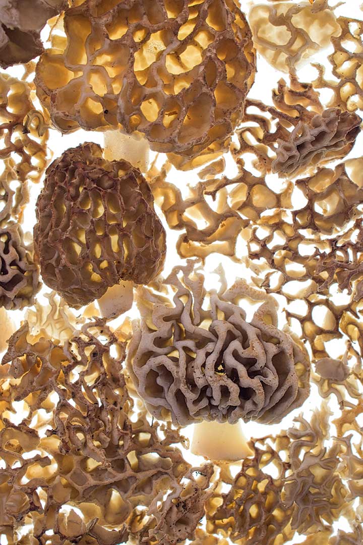 Morilles