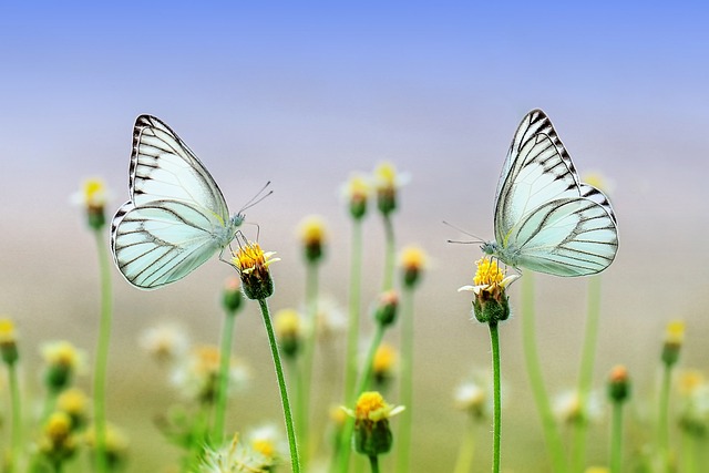 Qu'est ce que la Naturopathie ?