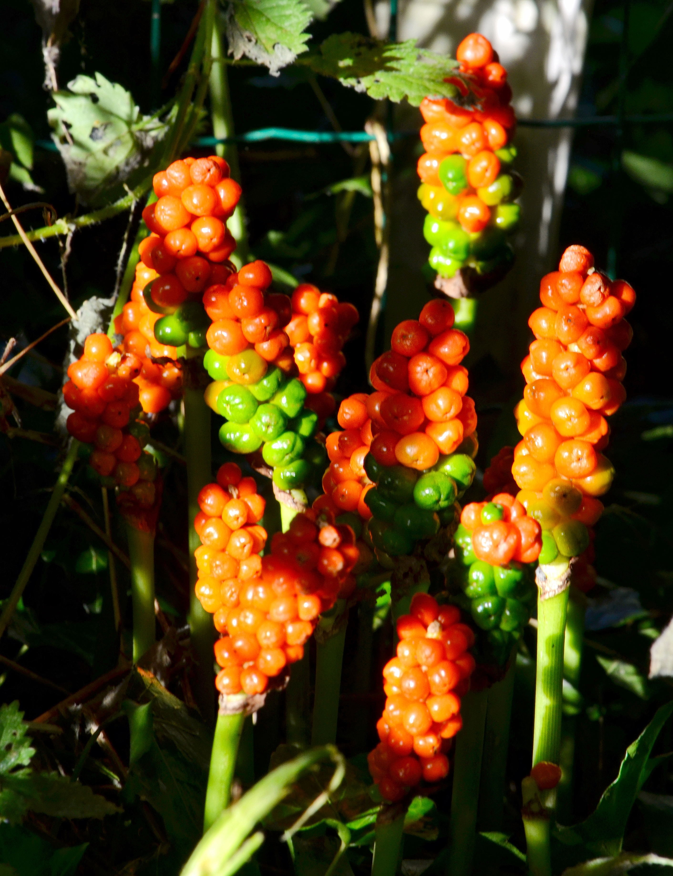 Gouet-d-Italie-baies-rouges-web-01