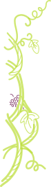 Vigne2