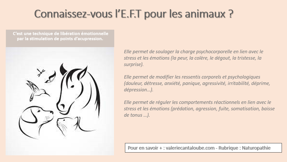 Connaissez-vous l’E.F.T pour les animaux ? 