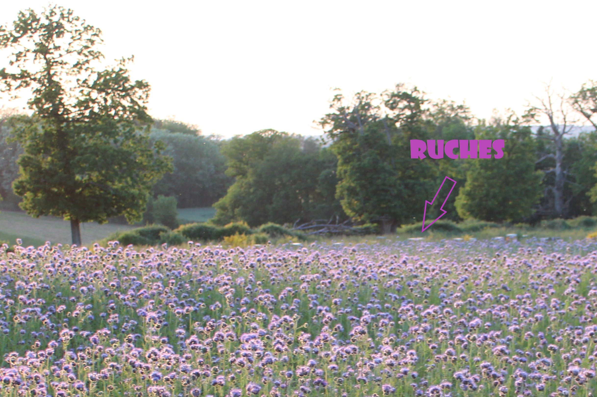 Ruches dans phacelies