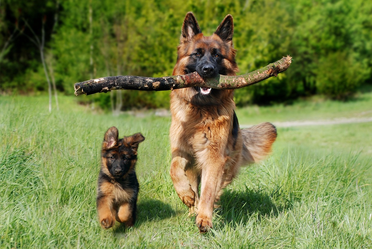 Shepherd-dog-4357790 1280