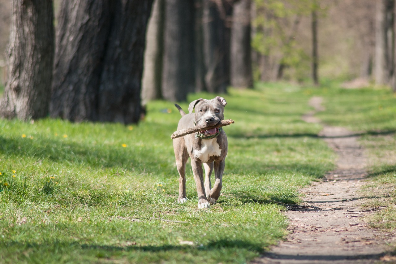 Dog-5058045 1280