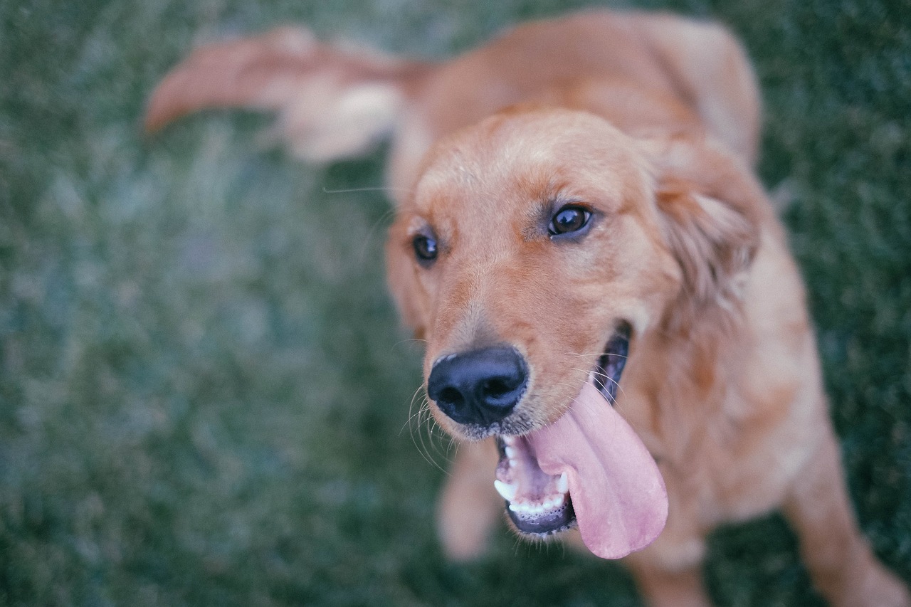Dog-867236 1280