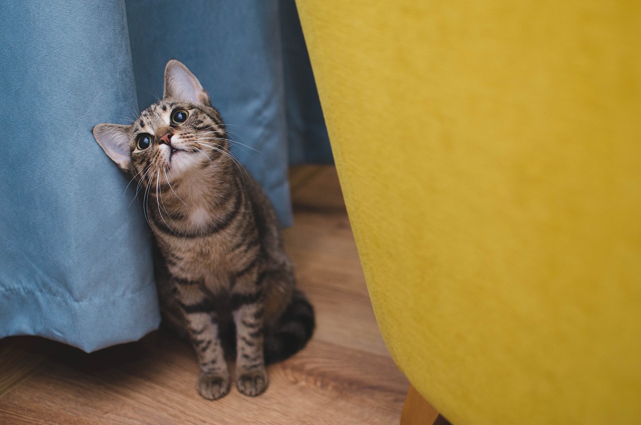 Cat-3038243 1280