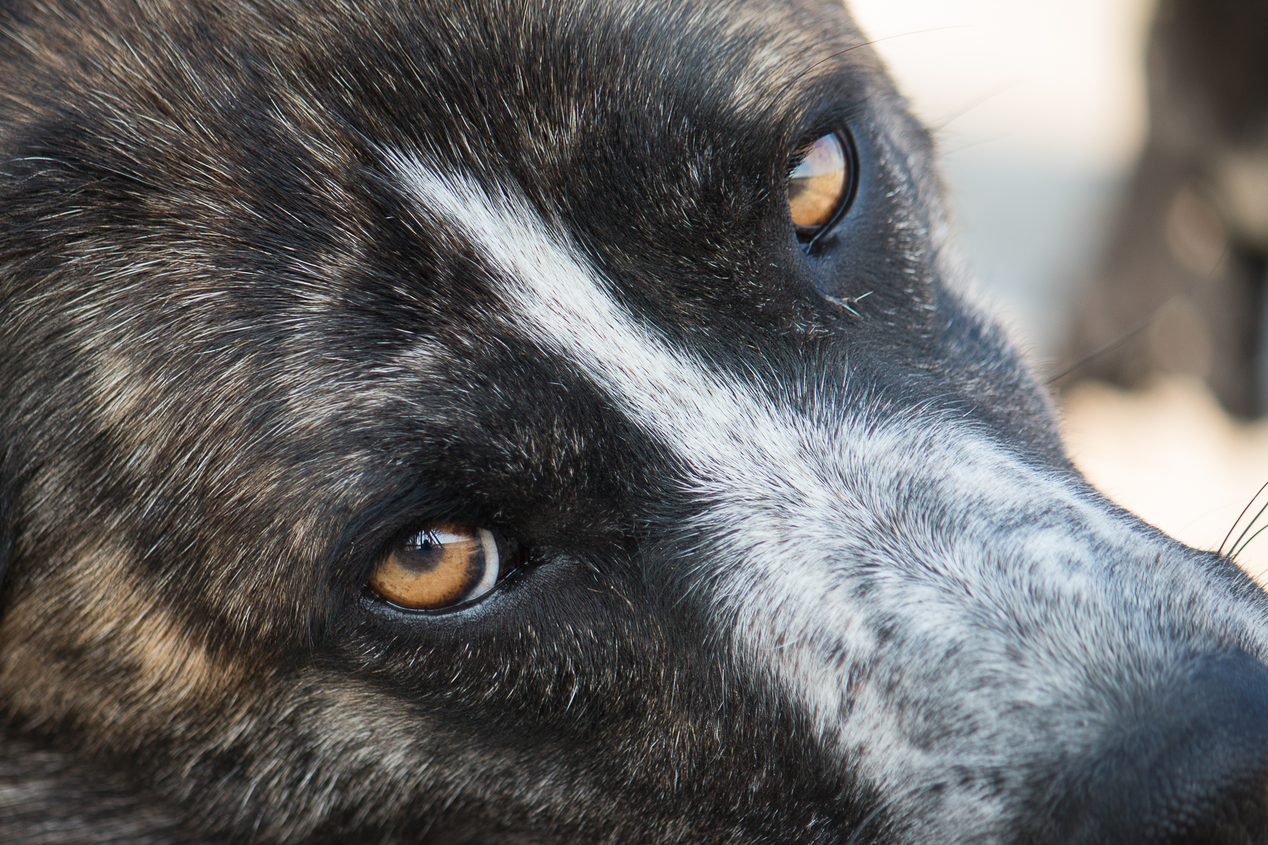 causes possibles aboiement chien