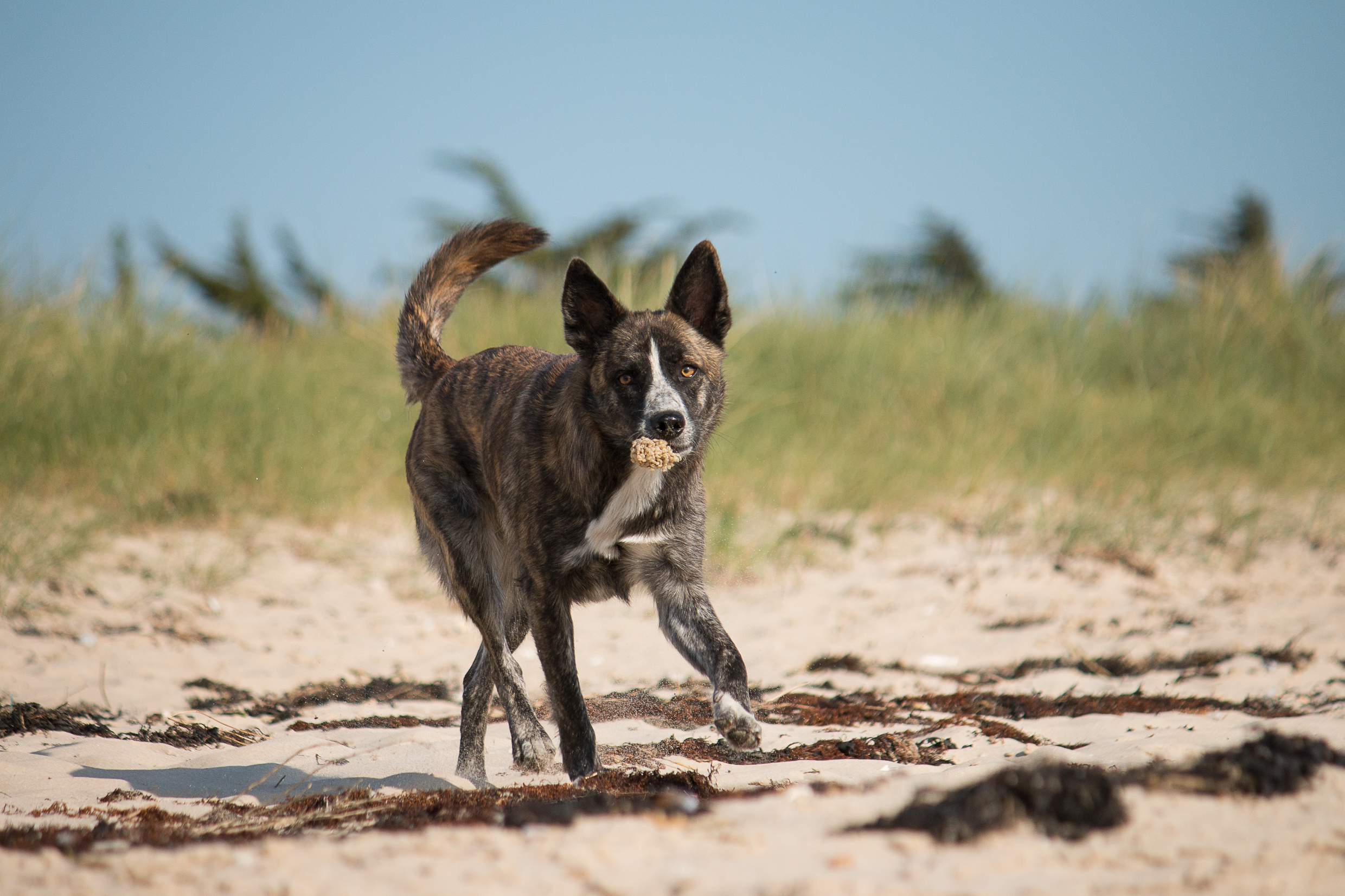 choses à ne pas faire si le chien aboie