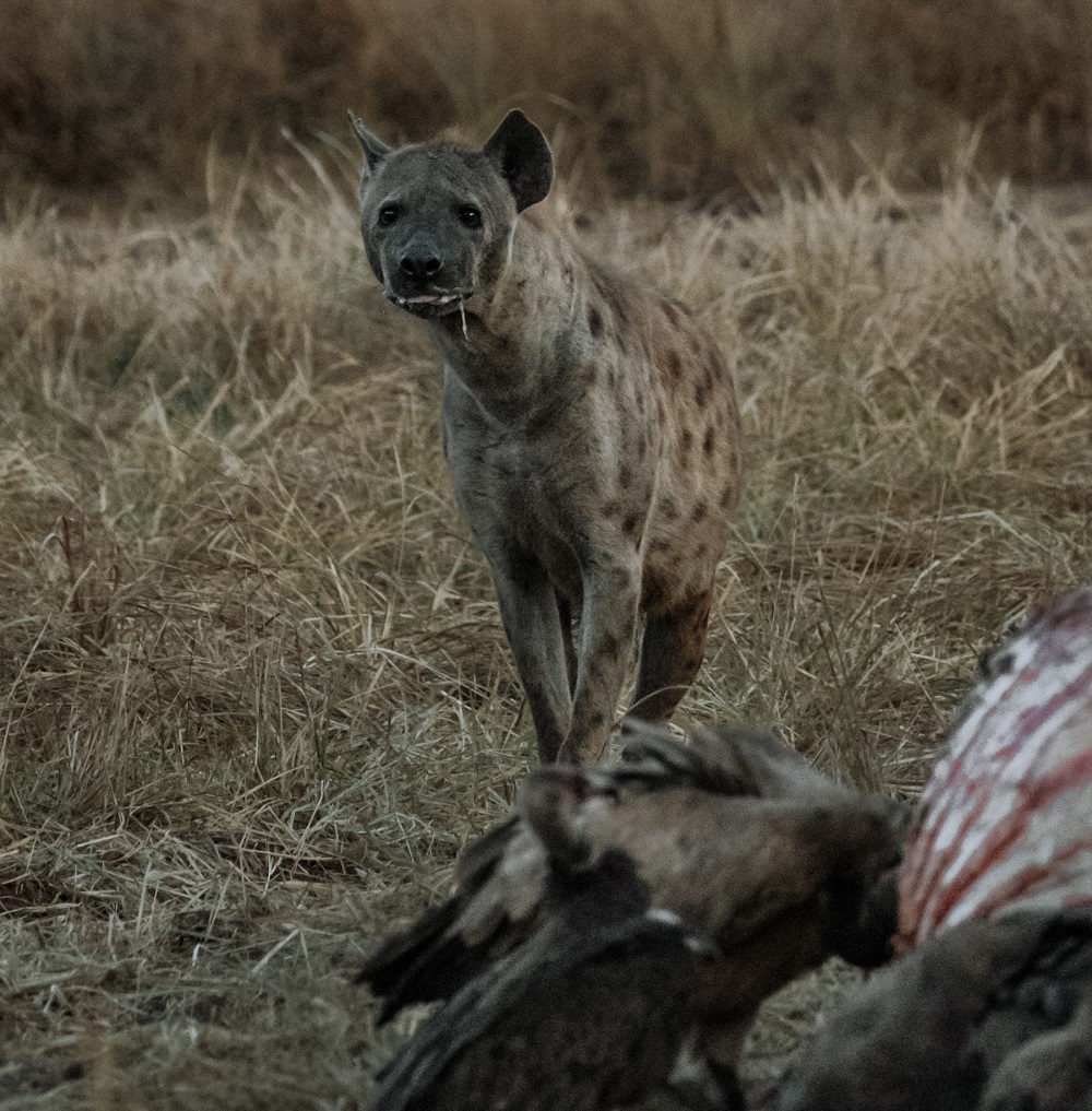 Zimba 2