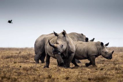 Rhinoceros blancs a solio