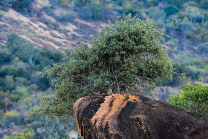 Leopard a tsavo ouest