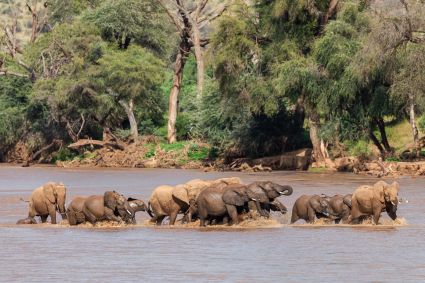 Elephants a buffalo springs