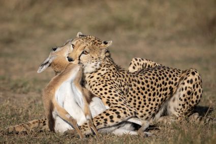 Chasse d un guepard au masai mara