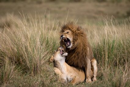 Accouplement lion masai mara