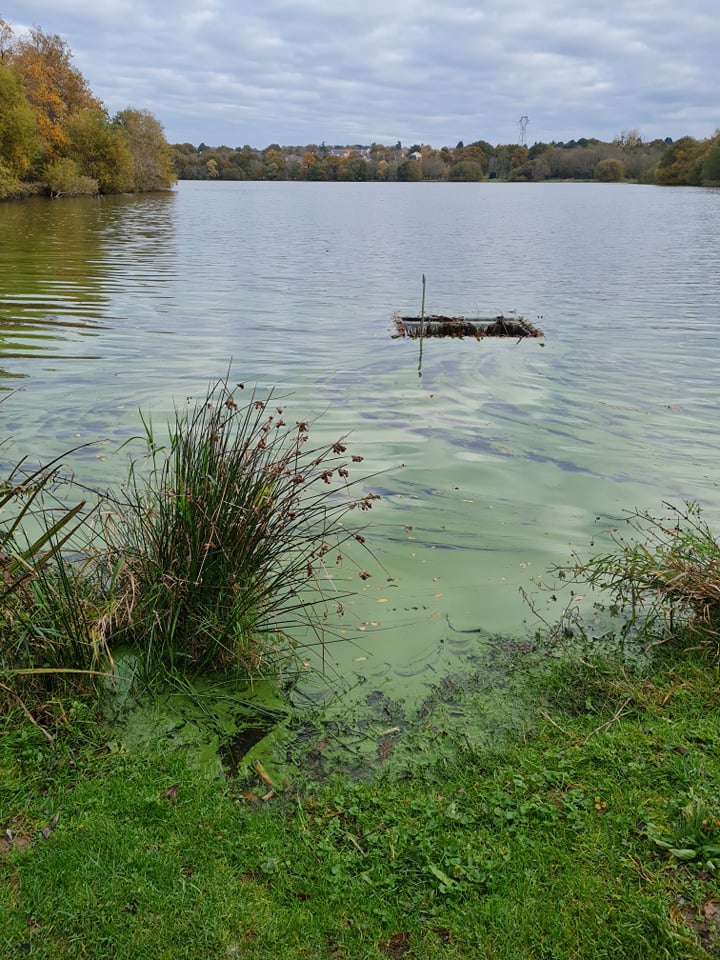 Cyanobactéries: A Couëron 44220, une mairesse irresponsable?