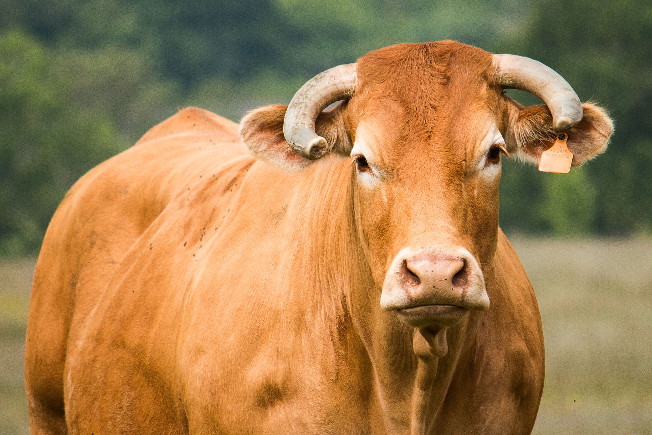 Tarifs consulation d'ostéopathie bovine.
