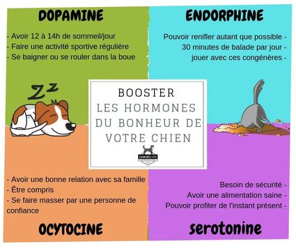 Le bonheur en 4 hormones