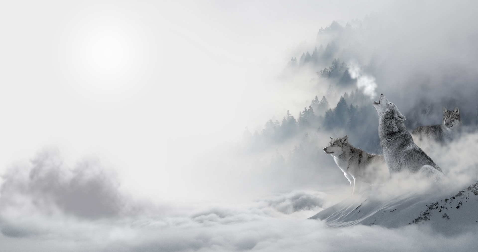 Wolf-1351940 1920