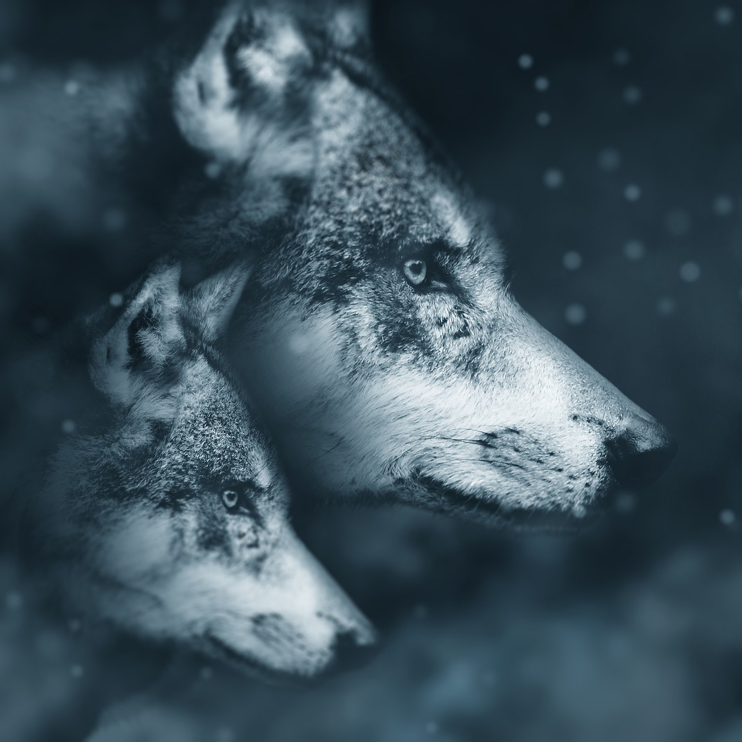 Wolves-2018051 19202