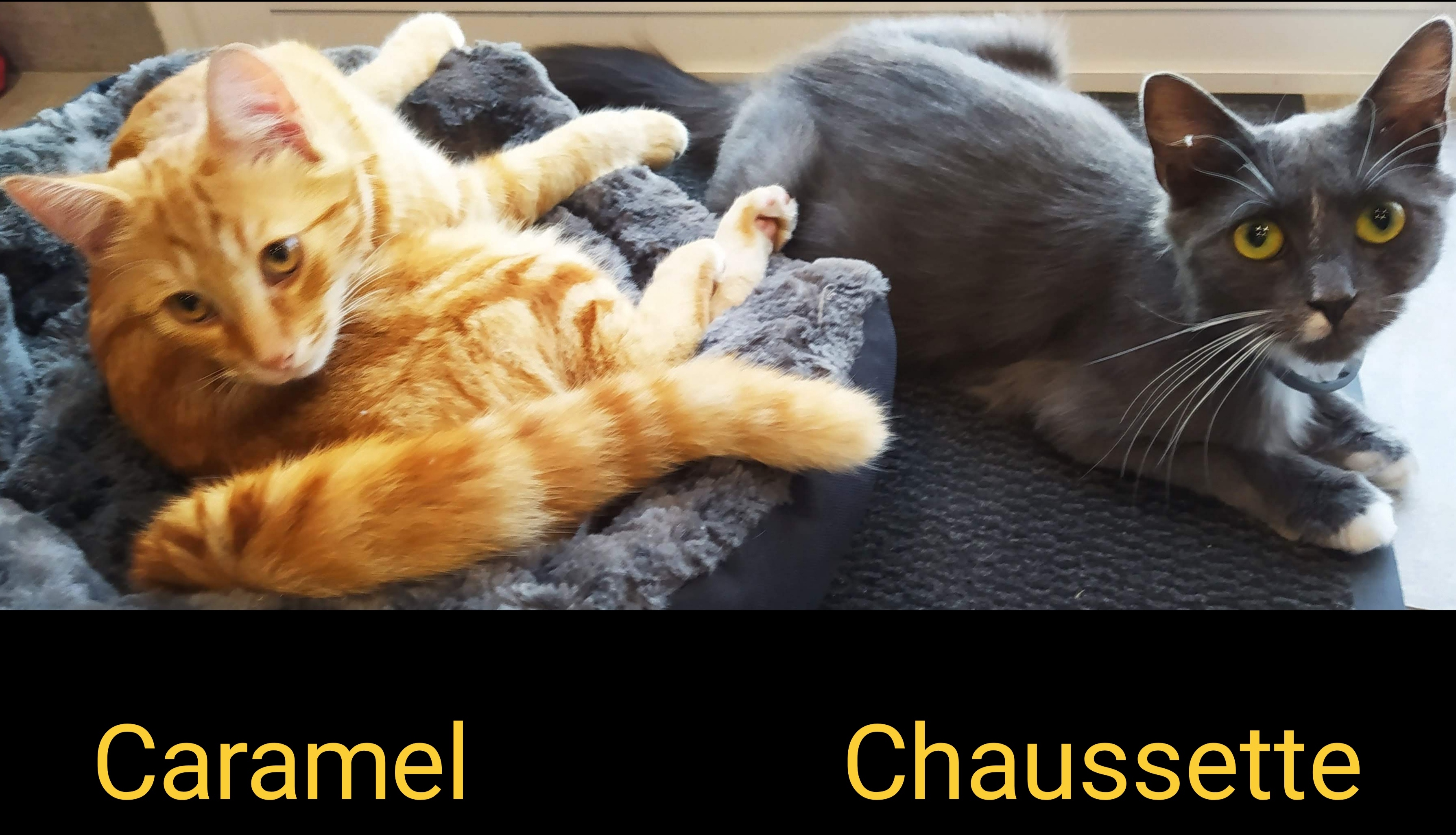 Carameletchaussette