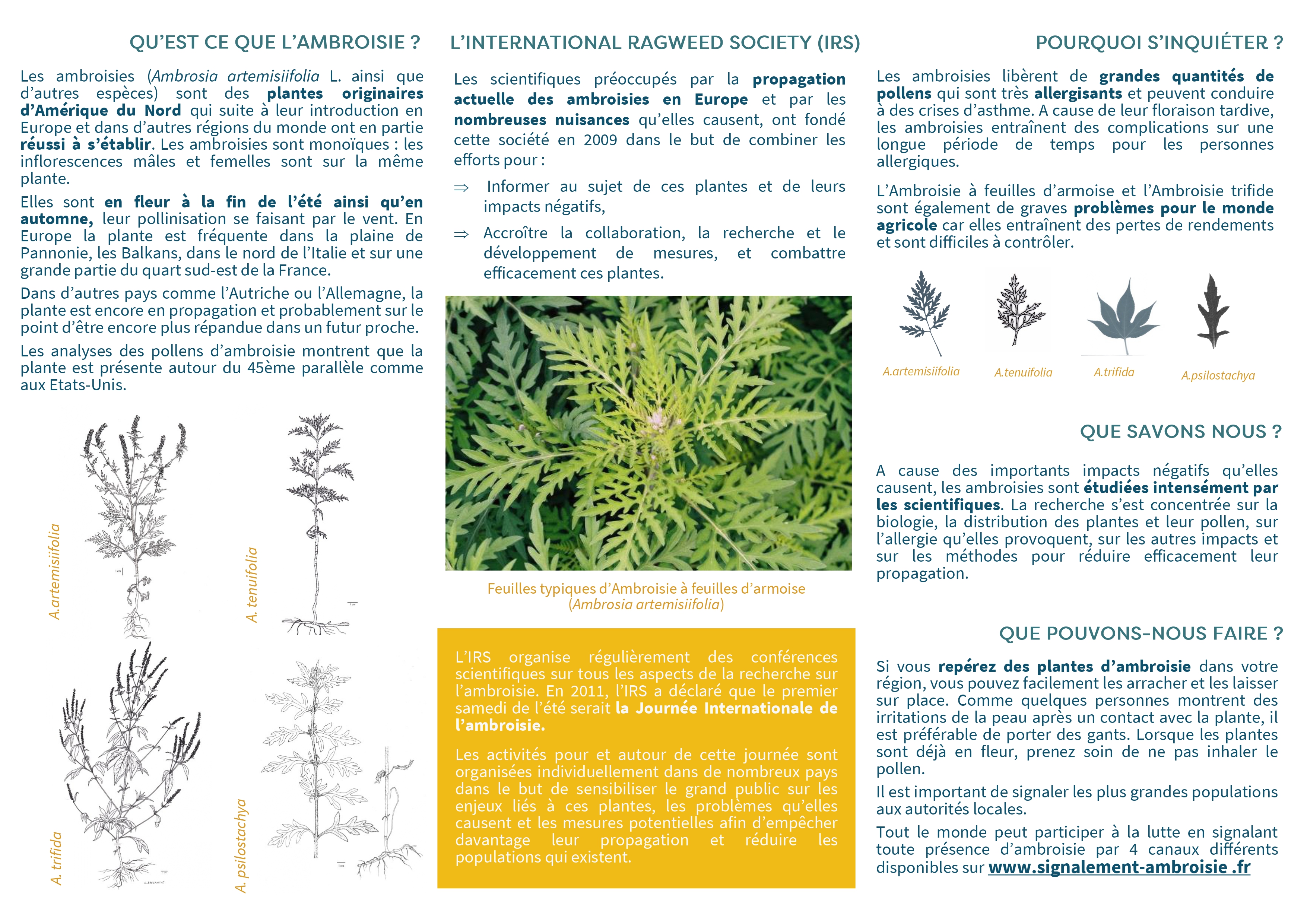 Flyer journee ambroisie page-0001