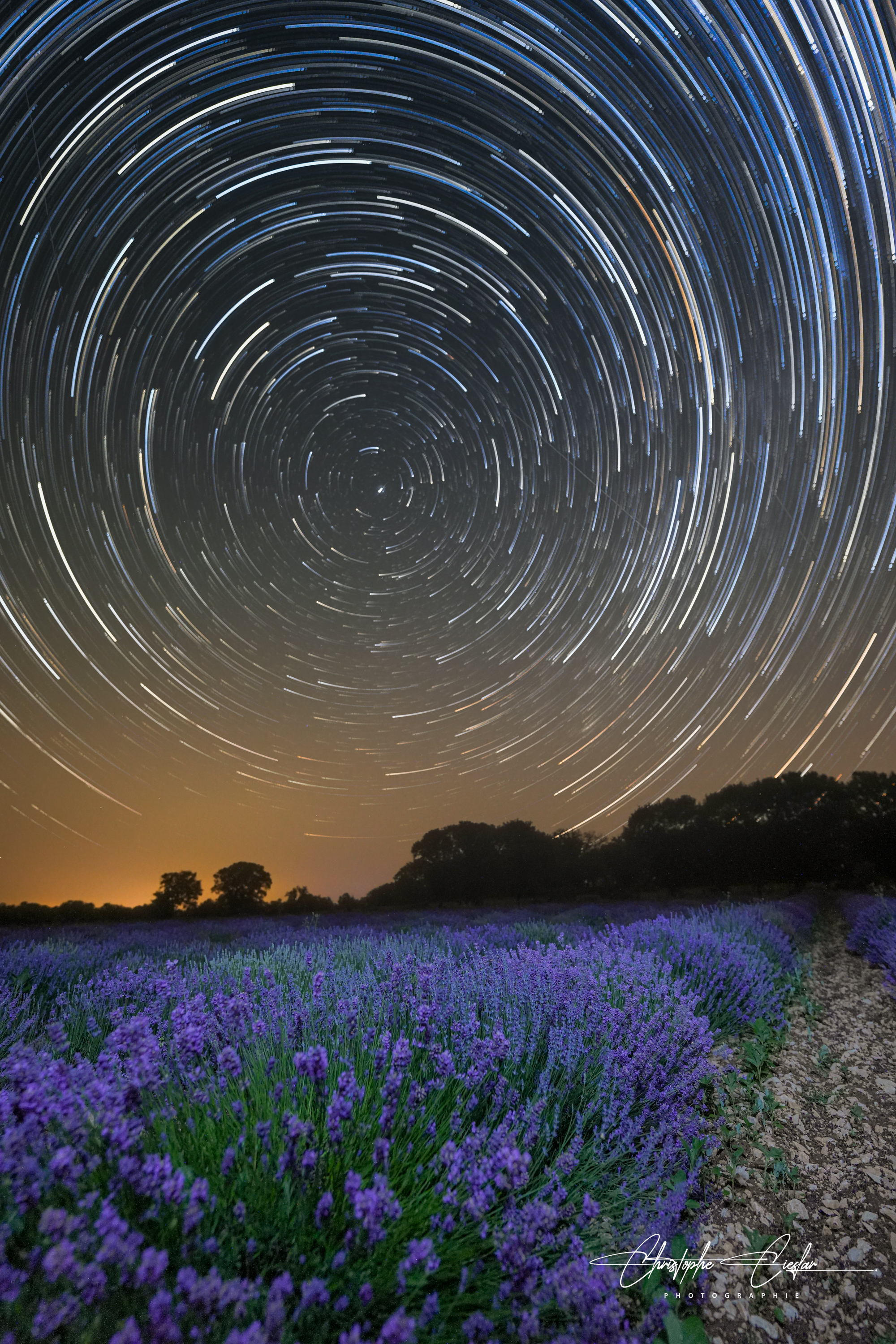 Circumpolaire lavande