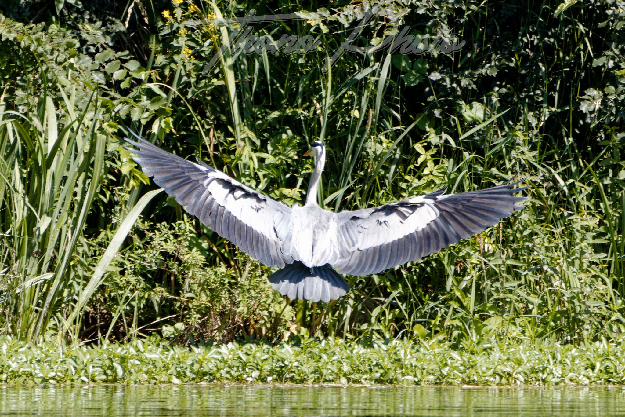 Heron-cendre-Blois-2023-06-24-6117F