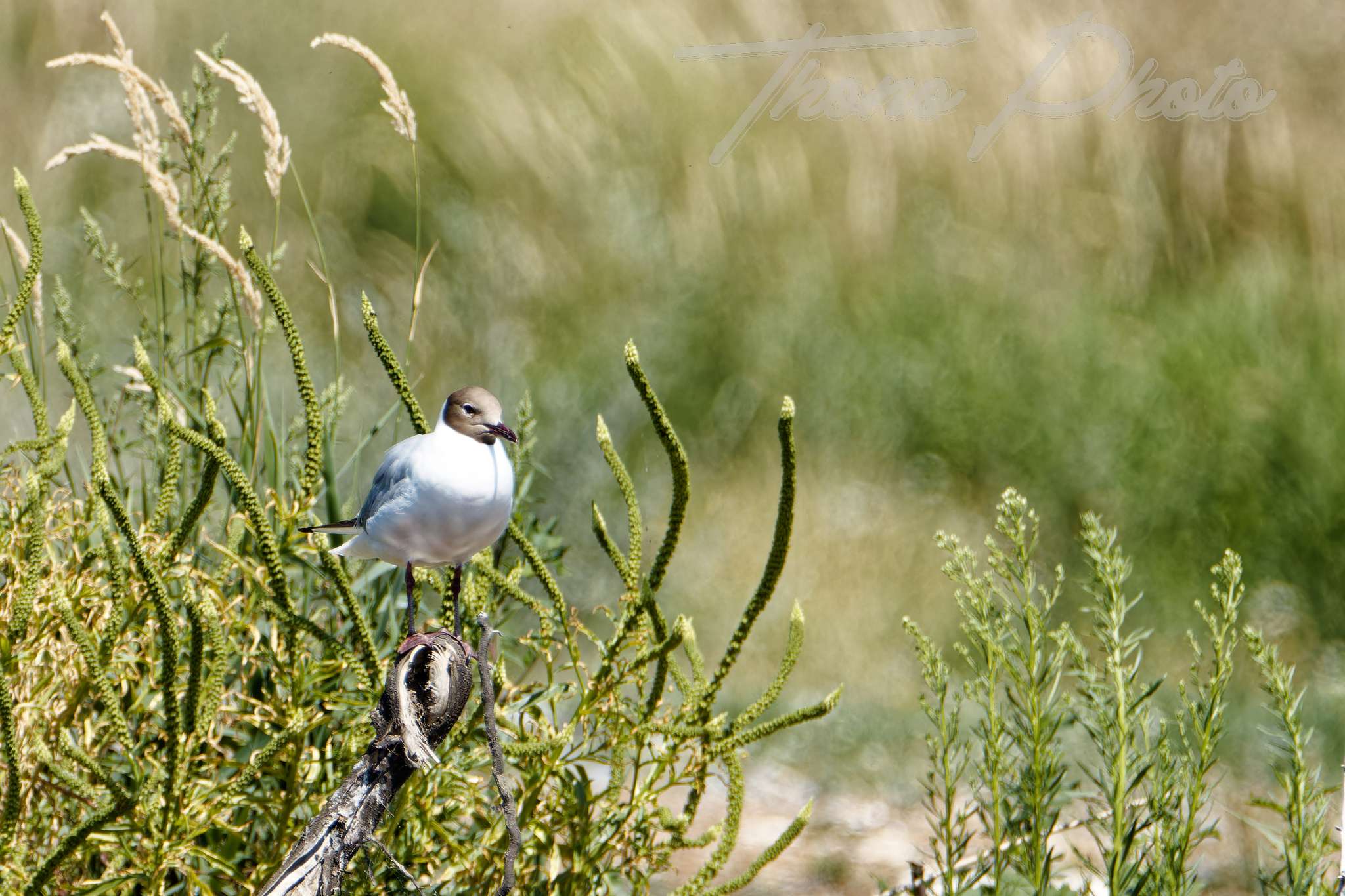 Mouette-rieuse-Blois-2023-06-24-6335F