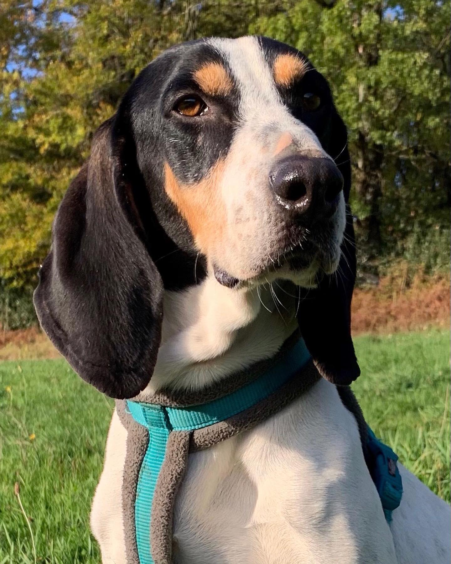Otis
