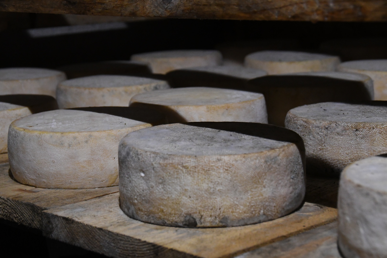 DSC 8765 redimensionner