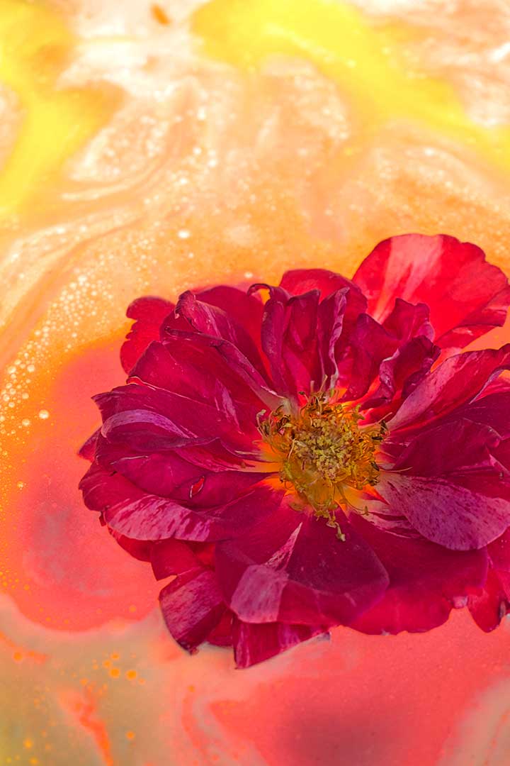 Roses fraise vanille