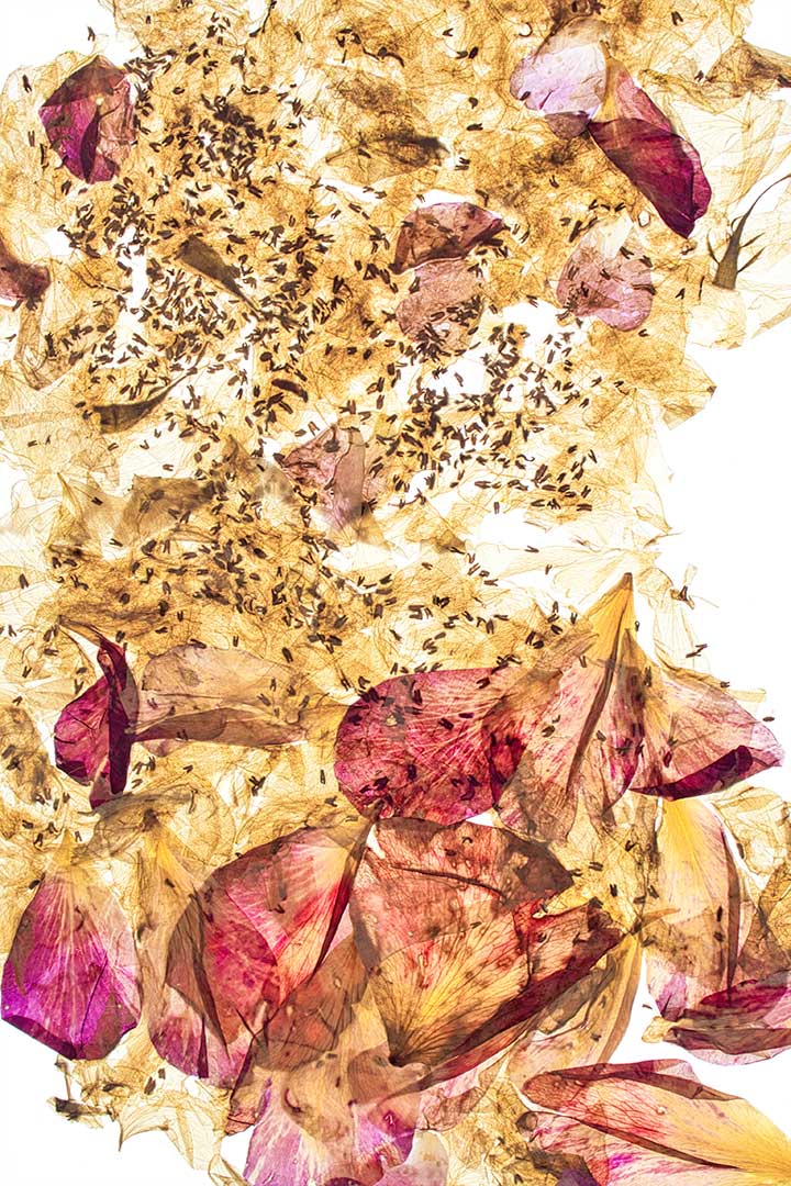 Roses vent