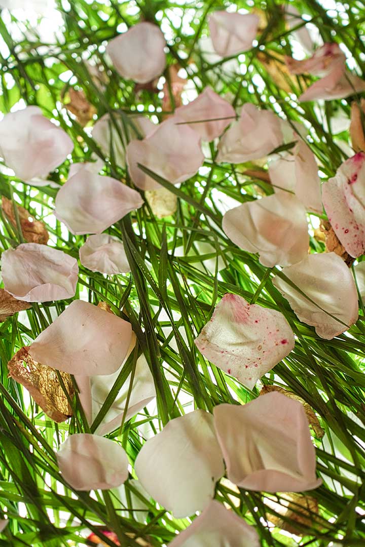Roses herbe