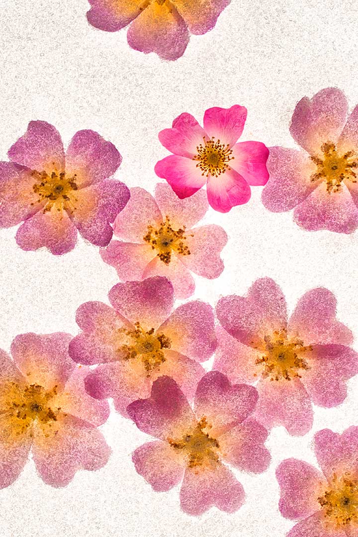 Roses ballerina cristal