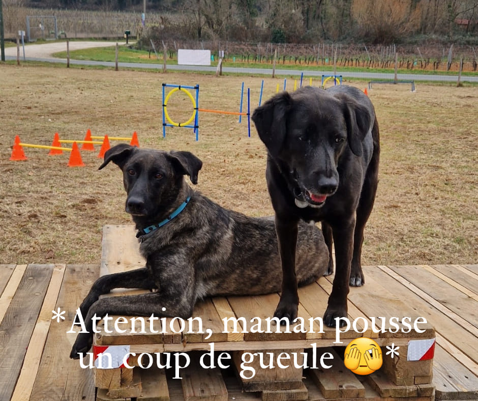 L'éducateur canin magicien ? 