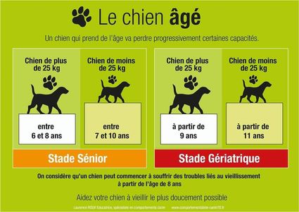 Le chien âgé