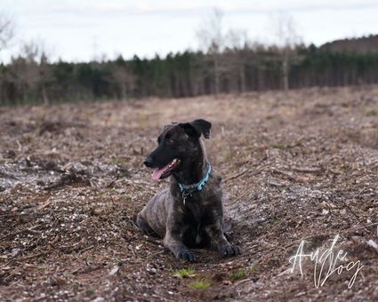 Notre choix de vie impact notre chien