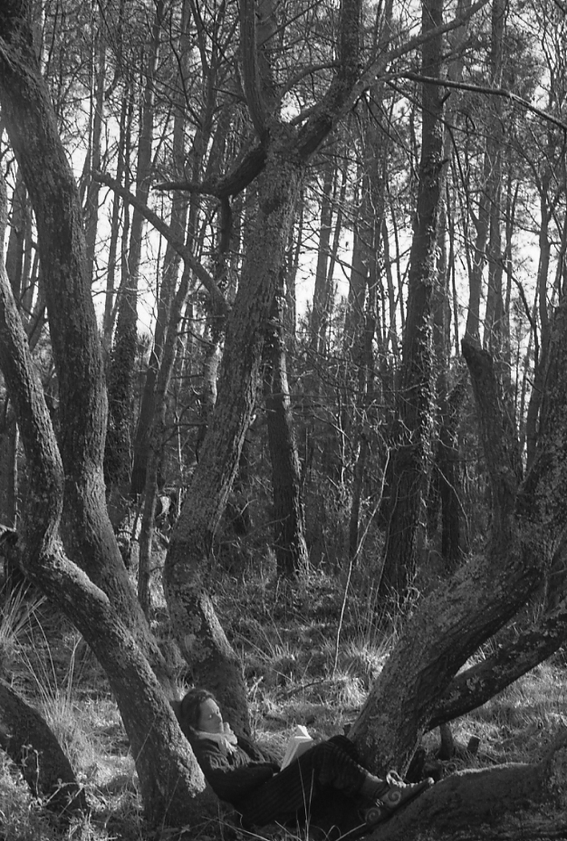 Arbre accueil