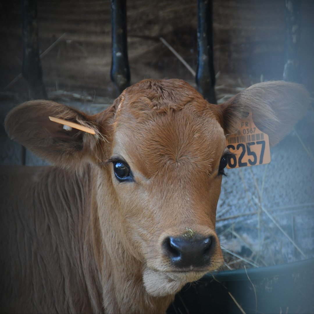 DSC 8895 redimensionner