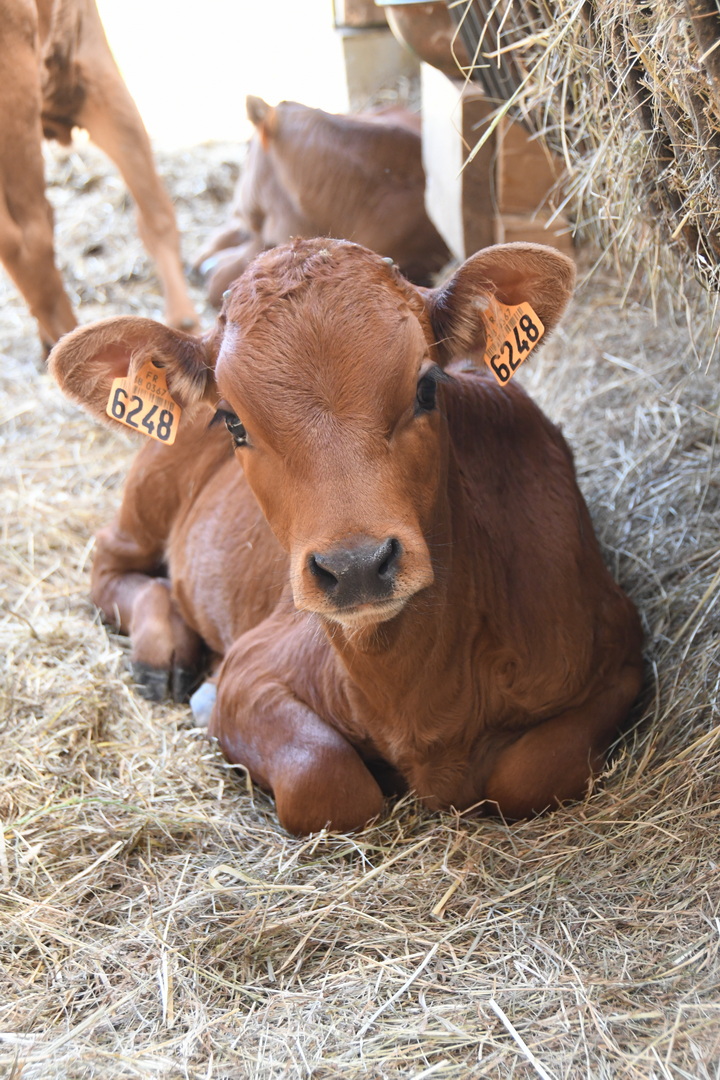 DSC 8898 redimensionner