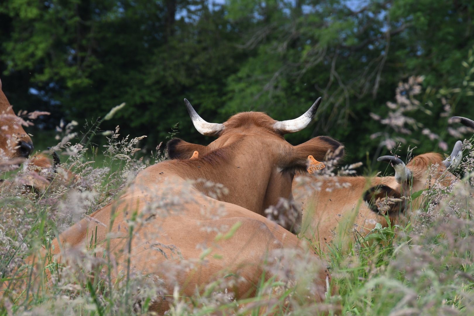 DSC 9215 redimensionner