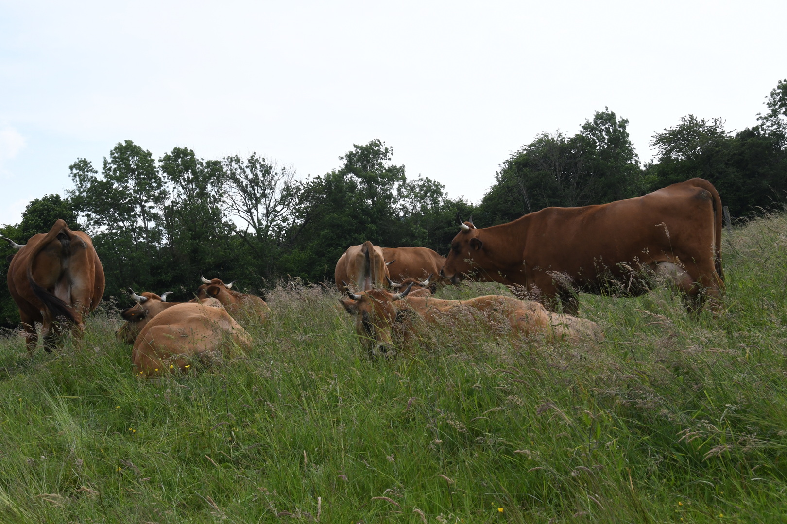 DSC 9188 redimensionner