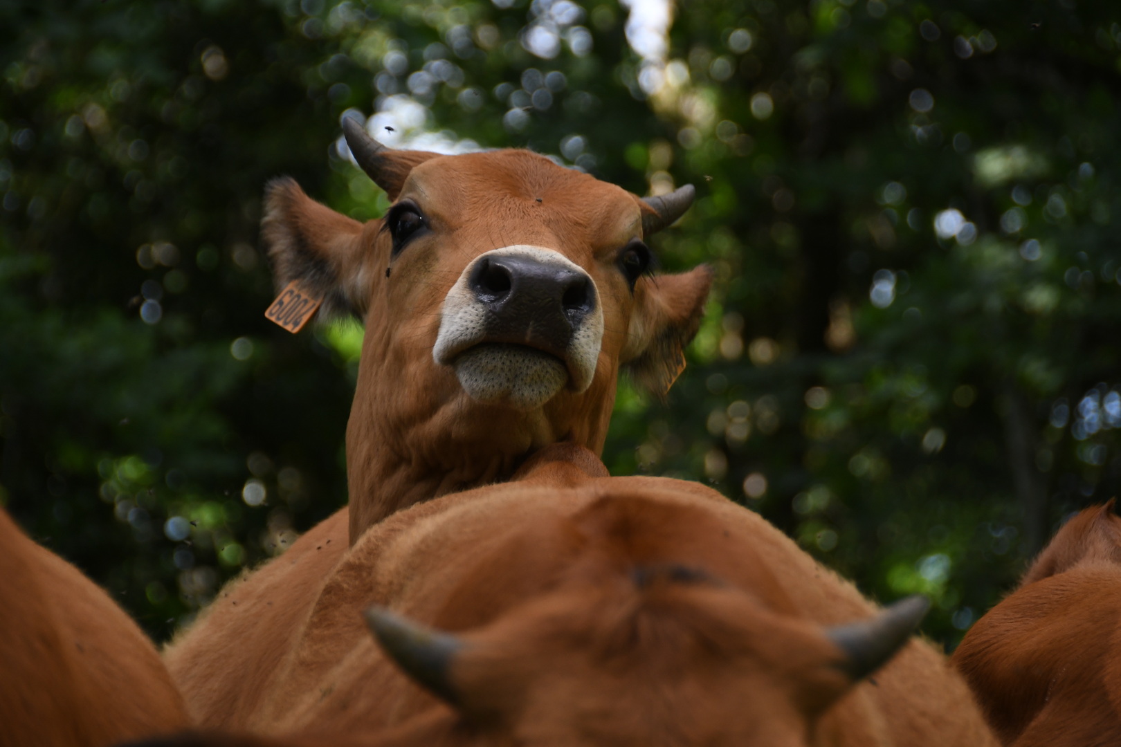 DSC 9164 redimensionner