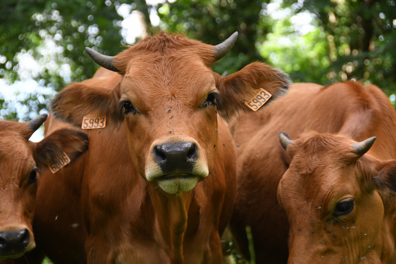 DSC 9162 redimensionner