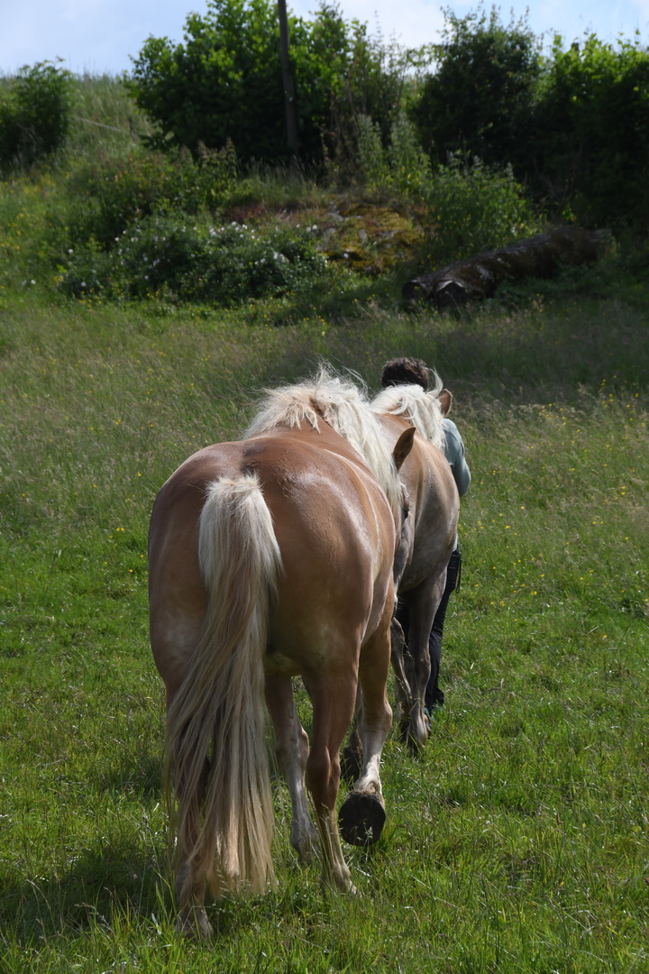 DSC 9061 redimensionner