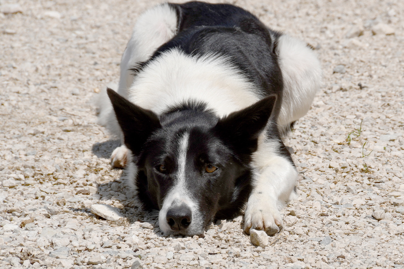 DSC 8879 redimensionner