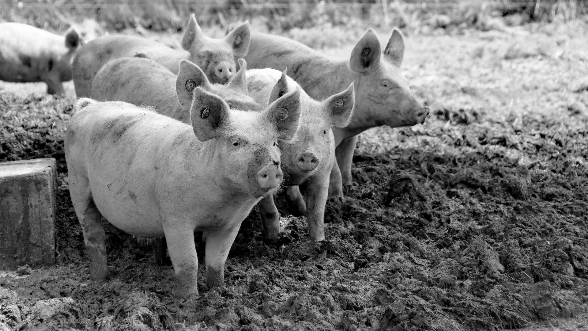 Cochons-N-et-B redimensionner