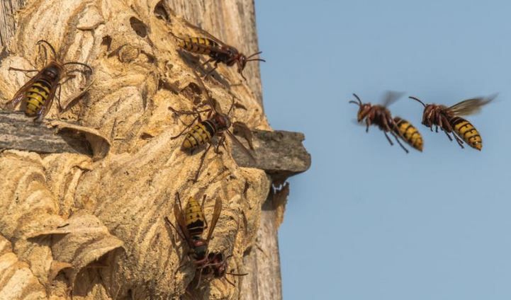 La détection et la destruction de nid de frelon